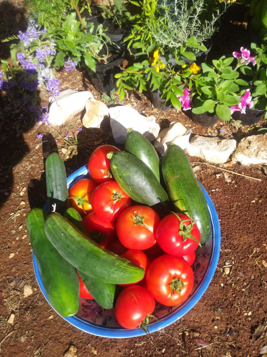 Gastro Mobile Homes Mon Perin