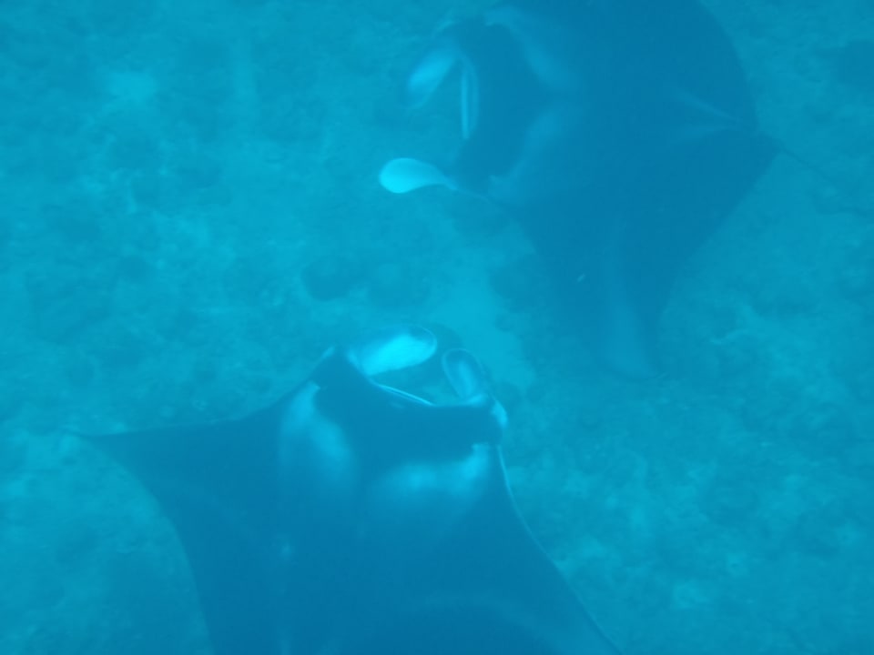 Mantas Adaaran Select Meedhupparu Island Resort - Premium All Inclusive