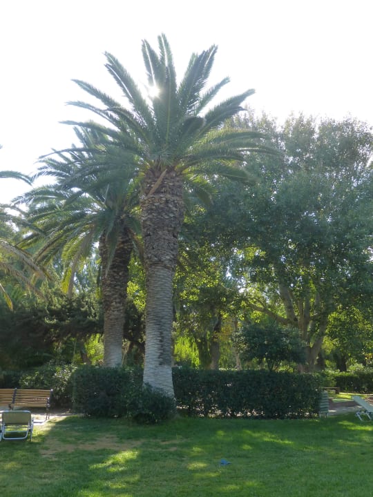 Große Palmen Apollonia Beach Resort & Spa