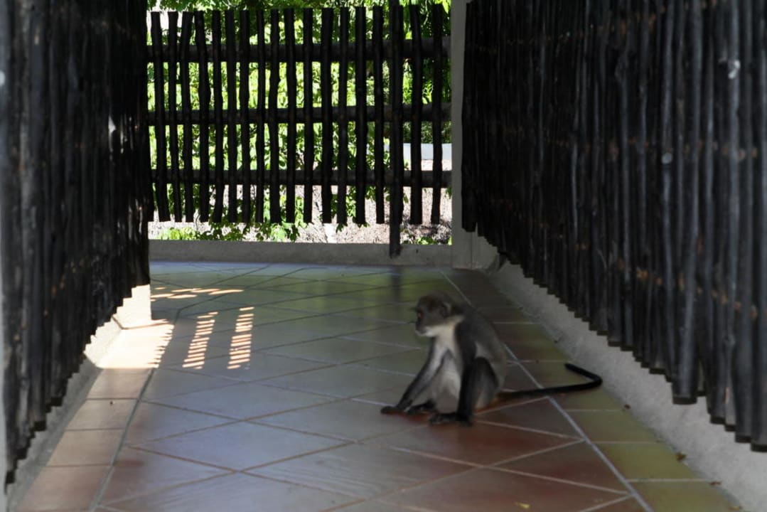 Małpki na terenie hotelu Baobab Beach Resort & Spa