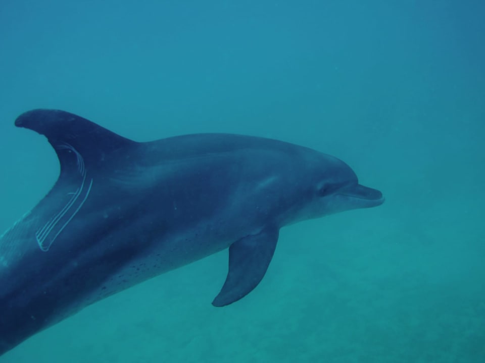 Sport & Freizeit Mövenpick Resort El Quseir