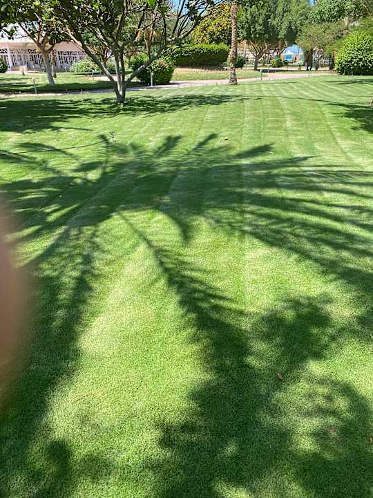Gartenanlage Desert Rose