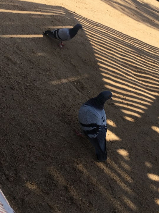 Deutsche Taube  Steigenberger Aqua Magic