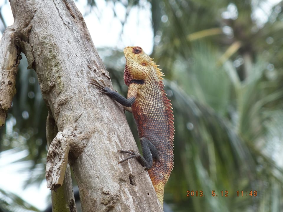 Hotelanlage Mermaid Hotel & Club