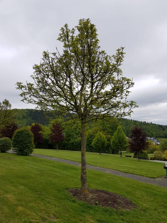 Gartenanlage Hotel zum Hallenberg