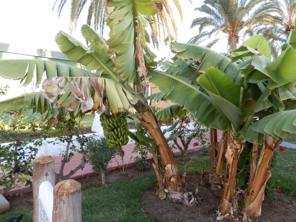 Bananenbaum HL Miraflor Suites Hotel