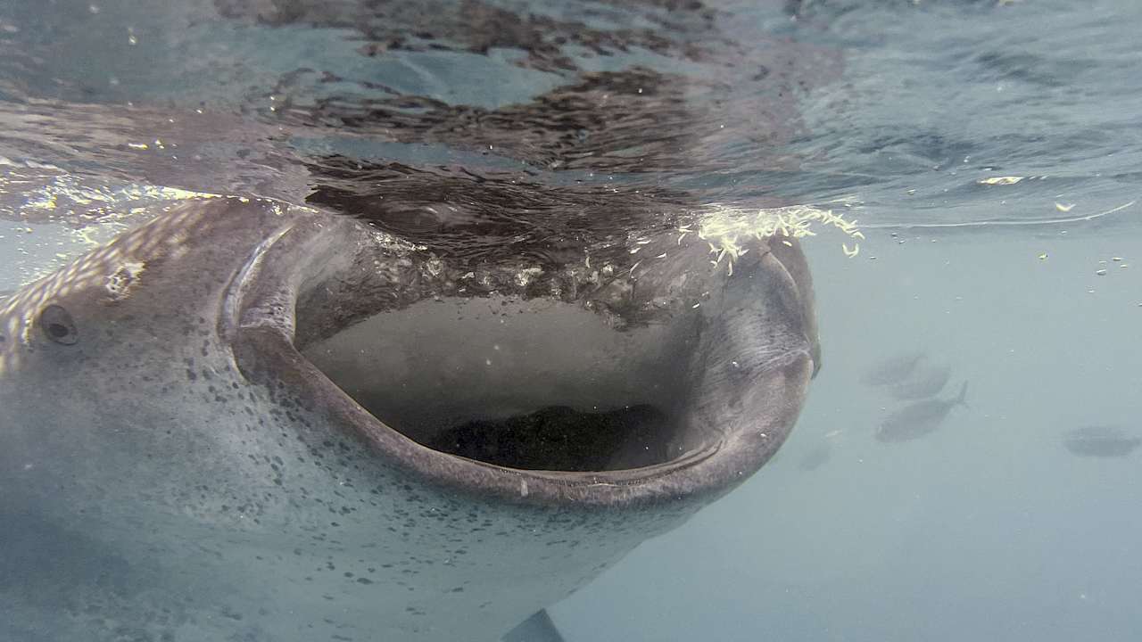 Sport & Freizeit Saronde Island Resort Blue Bay Divers