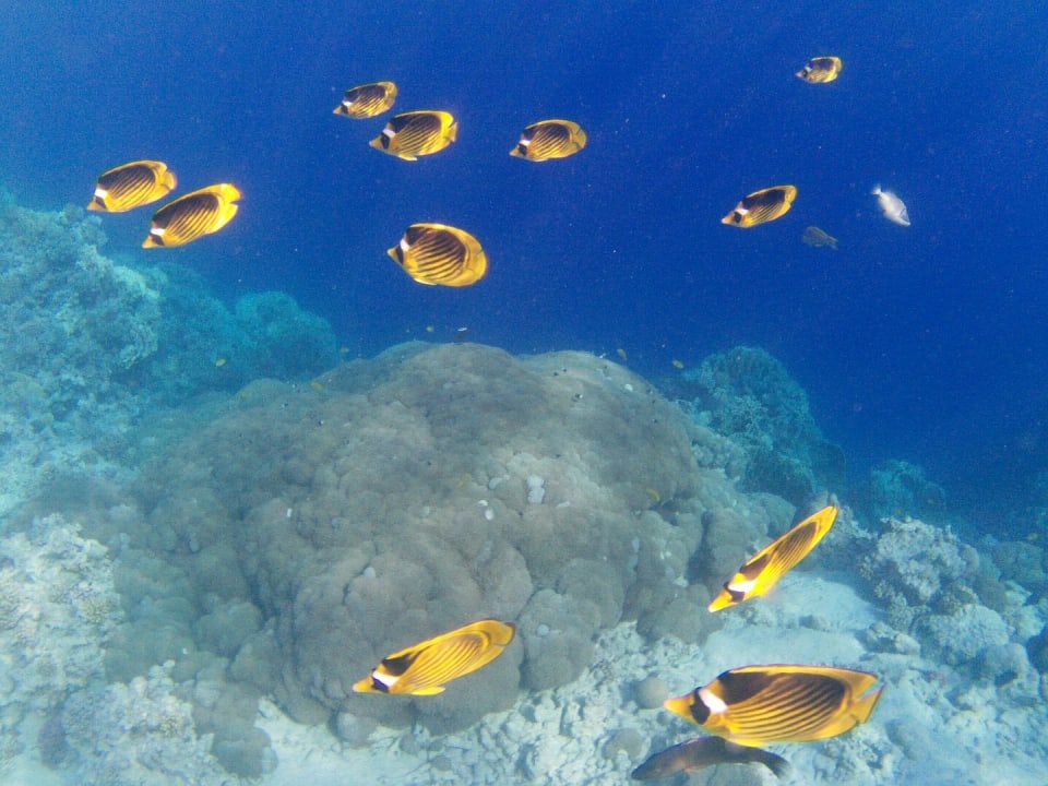 Strand Makadi Spa - Adults only