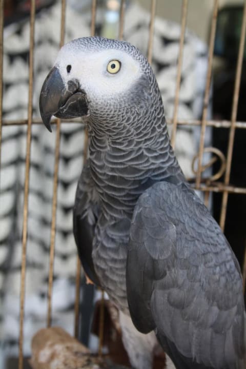 Der miauende Hotelpapagei Hotel Orfeus Park