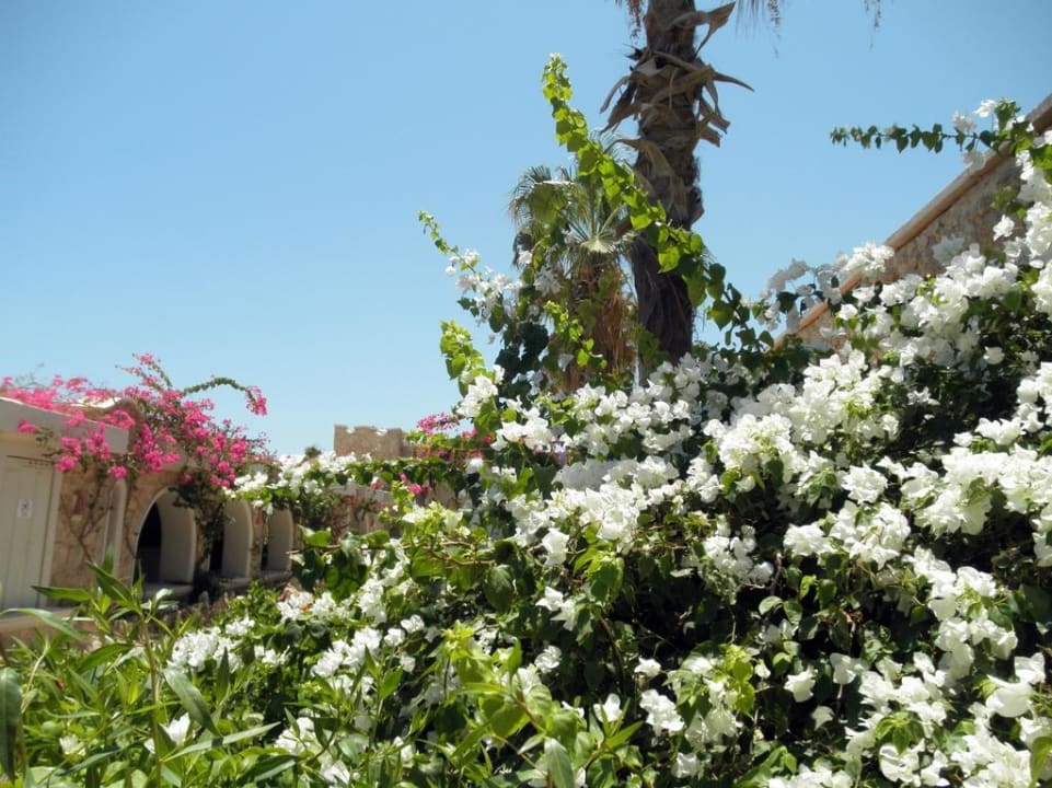 Райские сады Цитадели Pickalbatros Citadel Resort