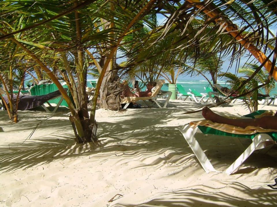 Palmenverstecke  Hotel Riu Palace Punta Cana