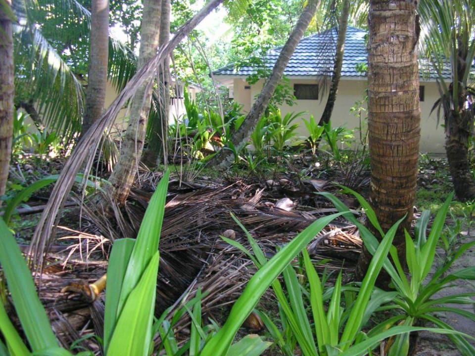 Ungepflegter "Garten" Vilamendhoo Island Resort & Spa
