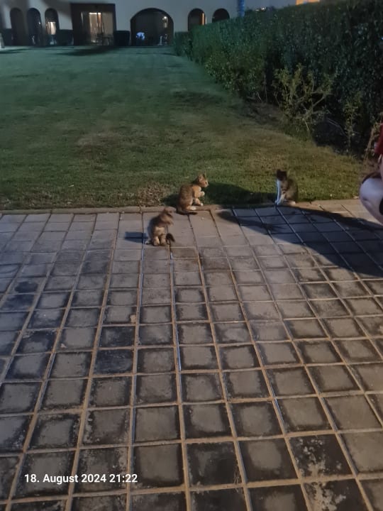 Gartenanlage Stella Garden Resort & Spa, Makadi Bay