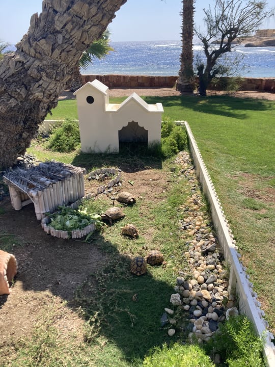 Gartenanlage Steigenberger Coraya Beach - Adults only