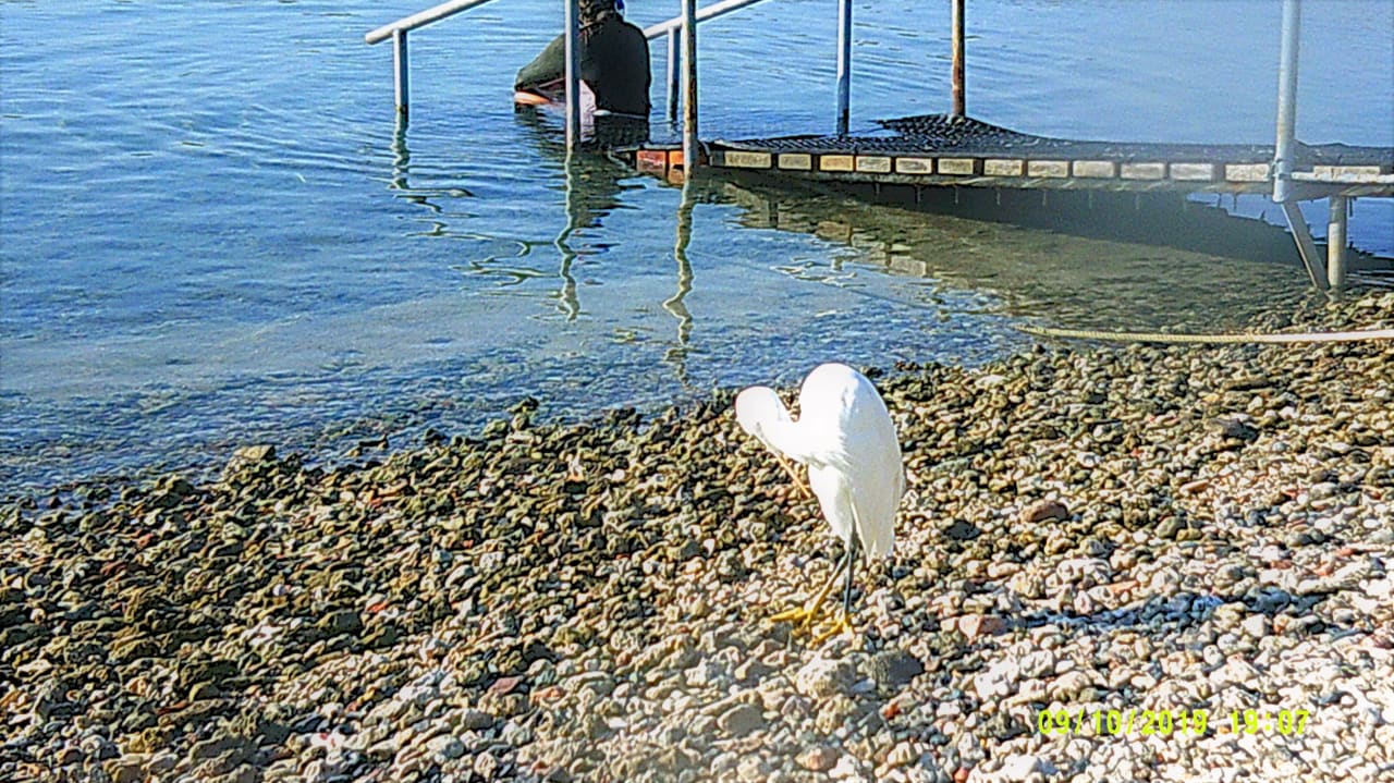 Strand Steigenberger Coraya Beach - Adults only