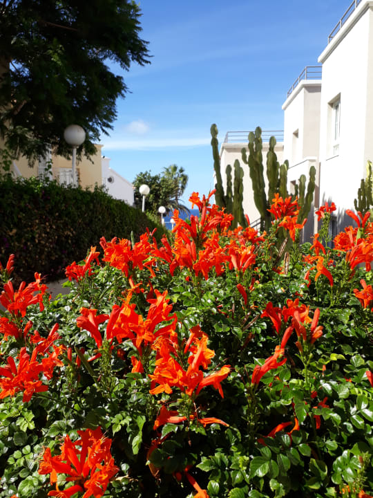 Gartenanlage Los Olivos Beach Resort