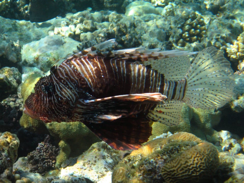 Schnorcheln im Grand Makadi Grand Makadi