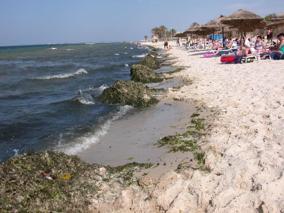 Algen im Meer Eden Club