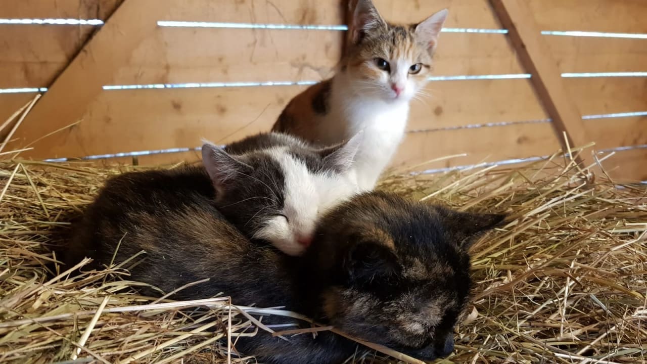 Sonstiges Hotel Ferienparadies Lerch