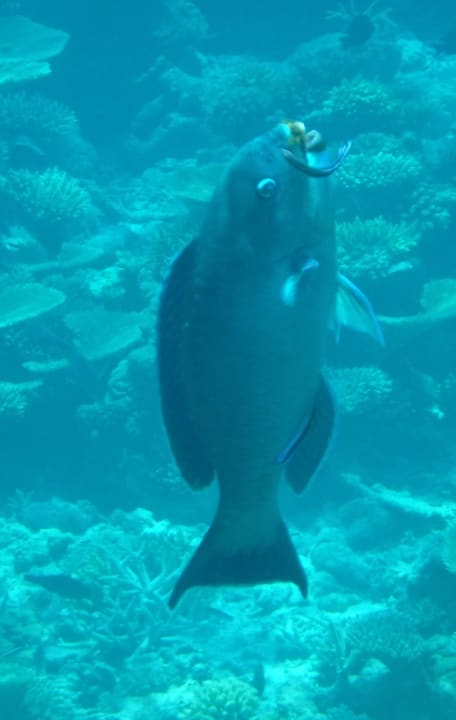 Sport & Freizeit NH Collection Maldives Havodda Resort