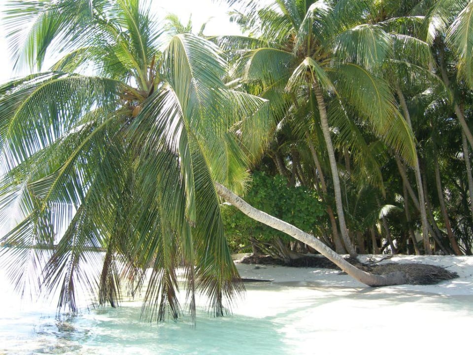 Inselimpressionen Fihalhohi Maldives