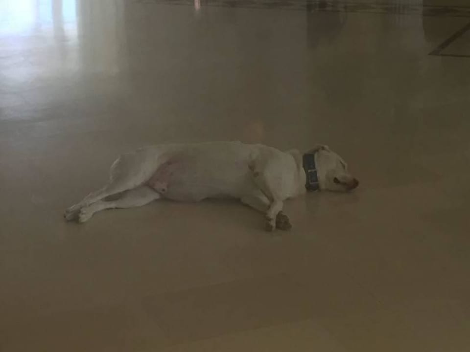 Hotelhund "Caspar" Knossos Beach Bungalows Suites Resort & Spa