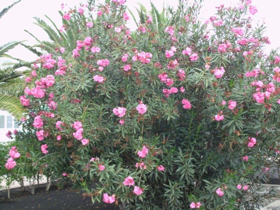 Oleander Relaxia Olivina
