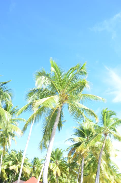 Sonstiges Grand Palladium Select Bávaro Resort & Spa