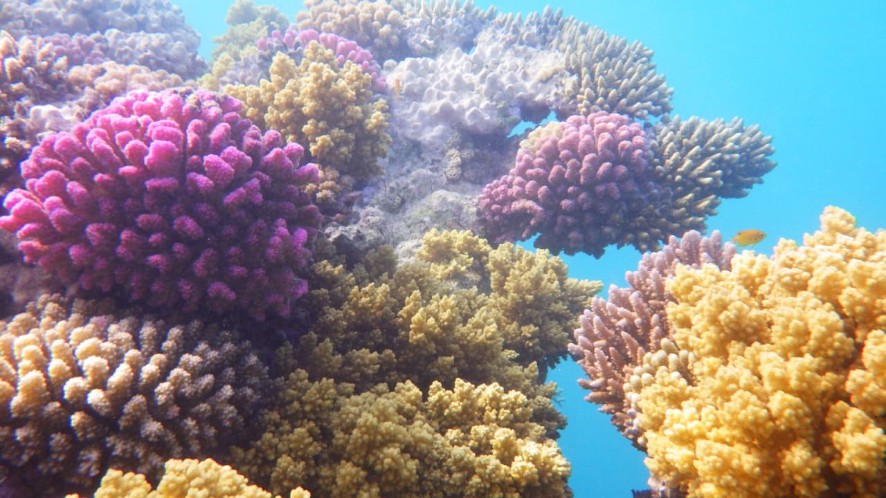 Sport & Freizeit Hotel Gorgonia Beach Resort