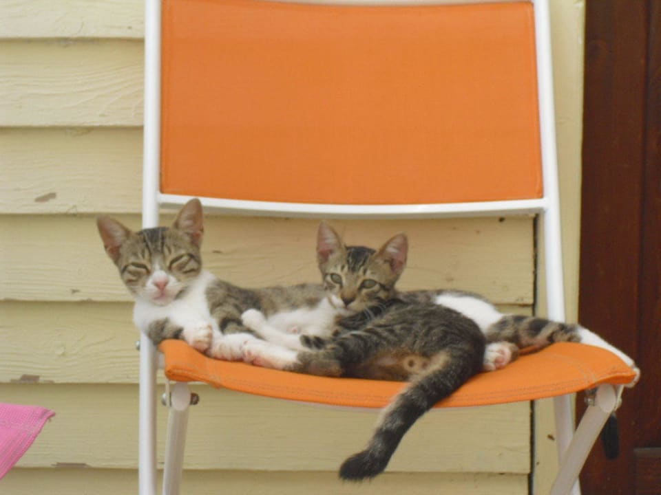 Zwei der vier Hauskatzen Villa Stella Apartments