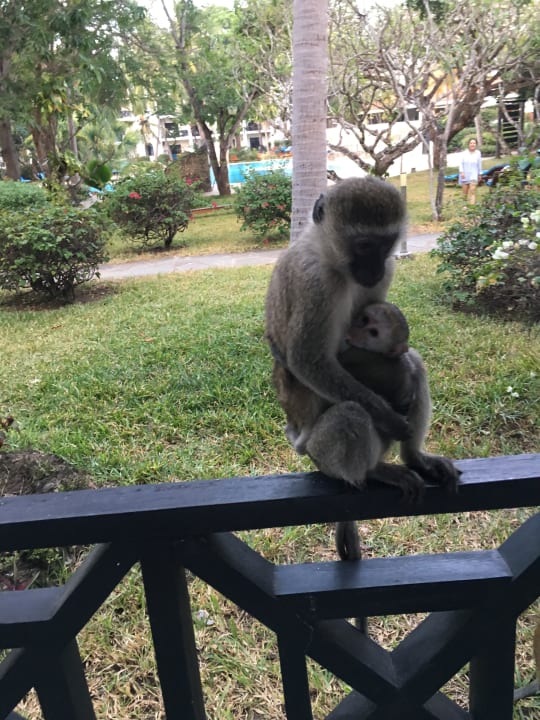Gartenanlage Diani Sea Resort
