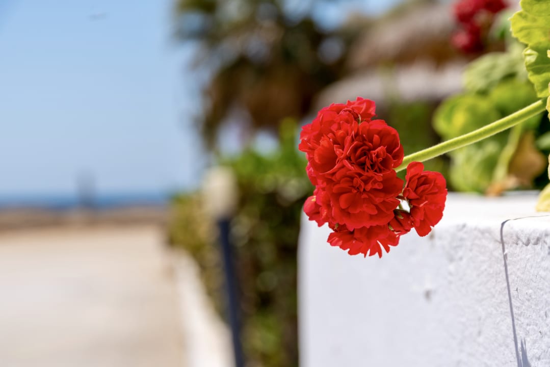 Gartenanlage Plaza Beach Hotel