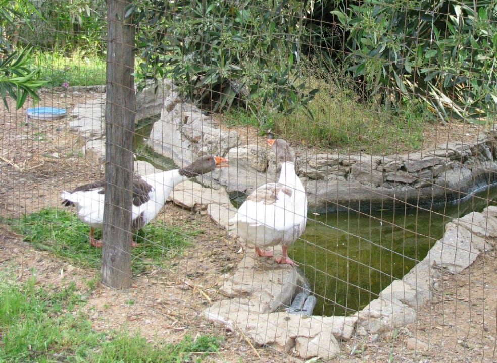 Gänse Hotel Geranion Village