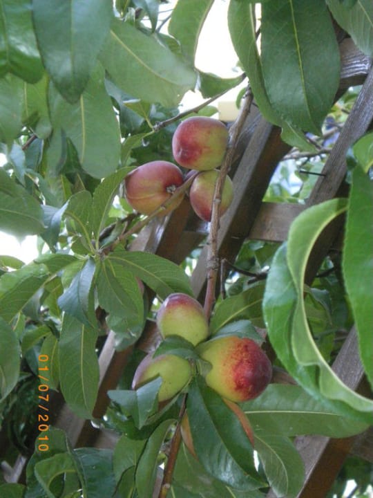 Nektaryny przed balkonem Sirios Village Hotel & Bungalows