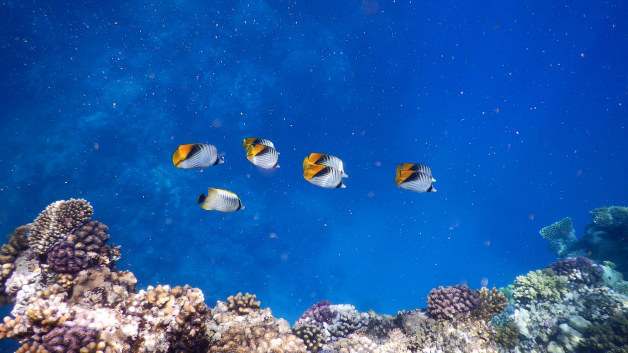 Sport & Freizeit Three Corners Equinox Beach Resort