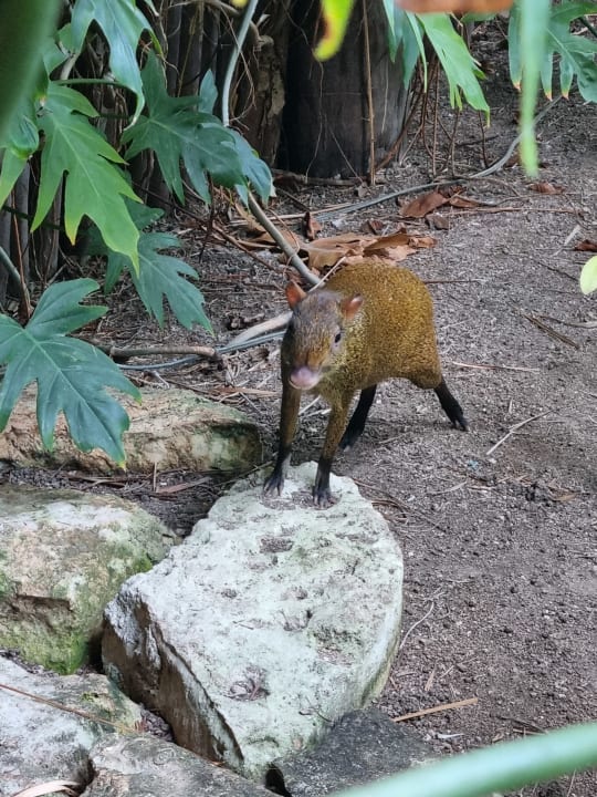 Gartenanlage Akumal Bay Beach & Wellness Resort