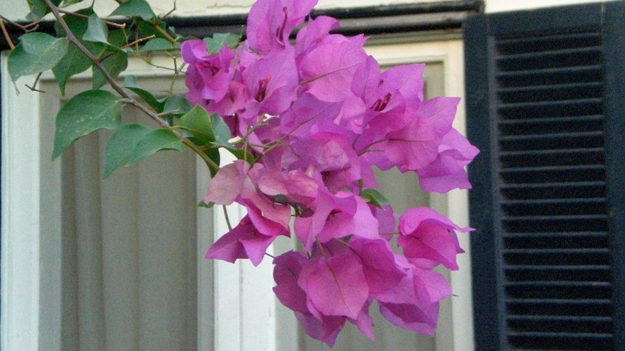 Tolle Gartenanlage Ghazala Beach