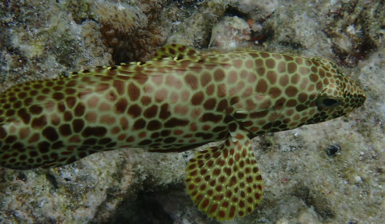 Sport & Freizeit Mirihi Island Resort