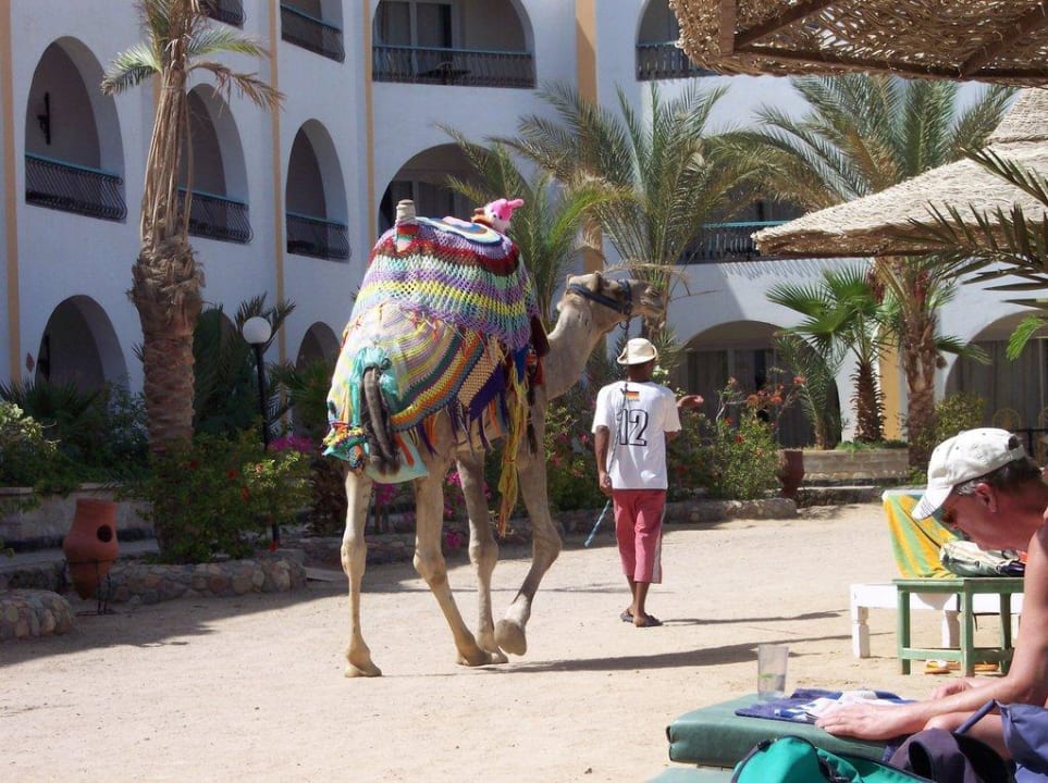 Hotelkamel Arabia Azur Resort