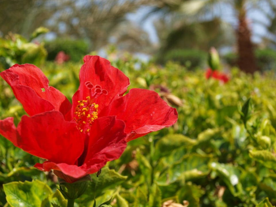 Gepflegte Gartenanlage Steigenberger Coraya Beach - Adults only