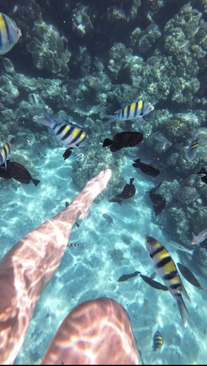 Strand Malikia Resort Abu Dabbab