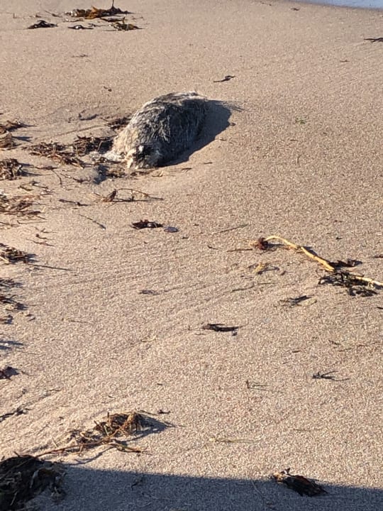 Strand Ferienwohnungen Ferienpark Weissenhäuser Strand