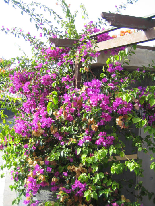 Viele schöne Blumen ... Alexandre Hotel Gala