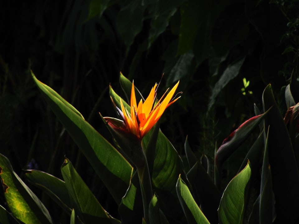 Strelizie Hotel Quinta Splendida Wellness & Botanical Garden
