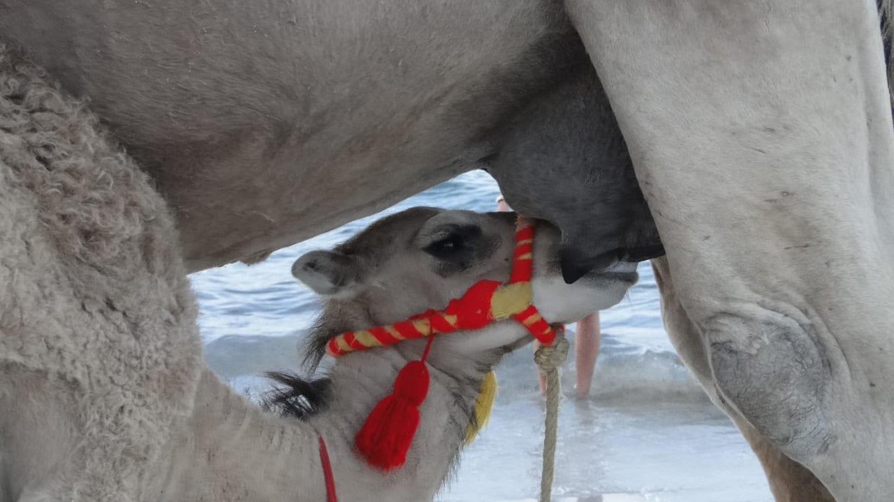 Babydromedar hat Hunger Iberostar Waves Mehari Djerba