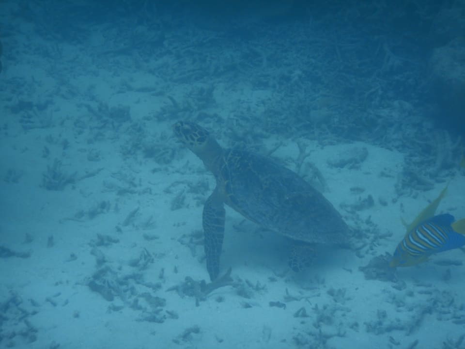 Sport & Freizeit Cinnamon Hakuraa Huraa Maldives