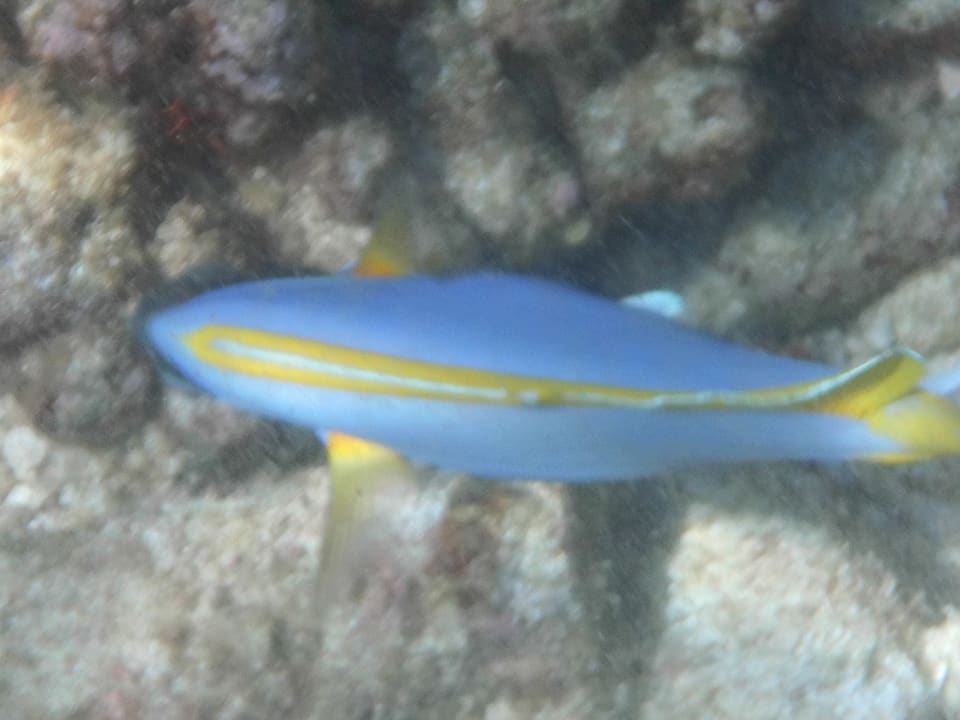 Sport & Freizeit NH Collection Maldives Reethi Resort