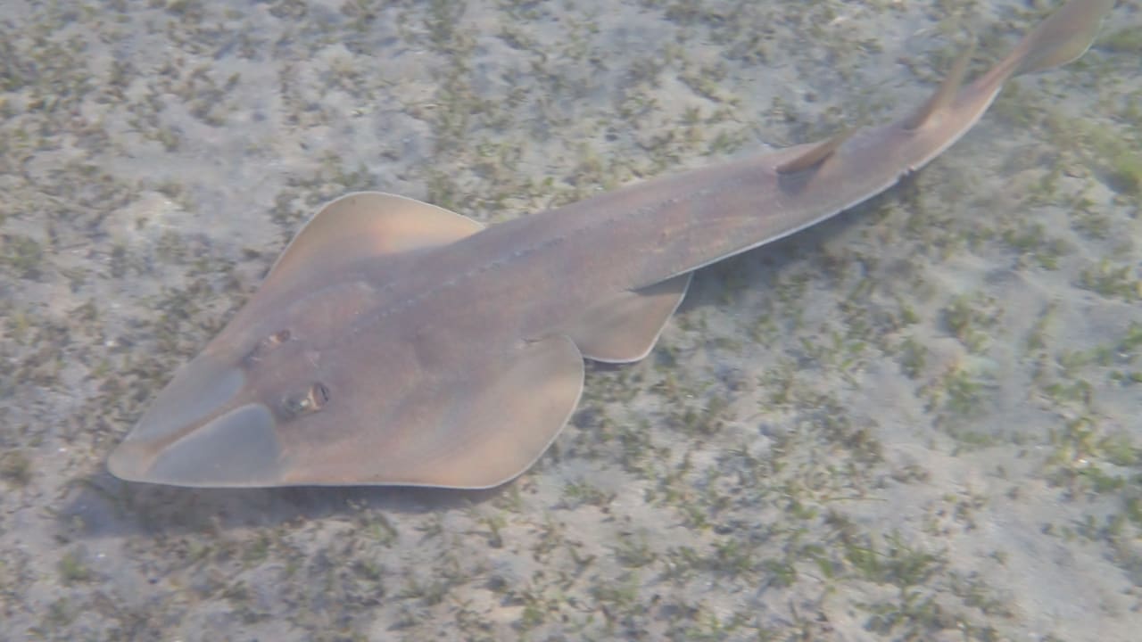 Strand Shams Alam Beach Resort