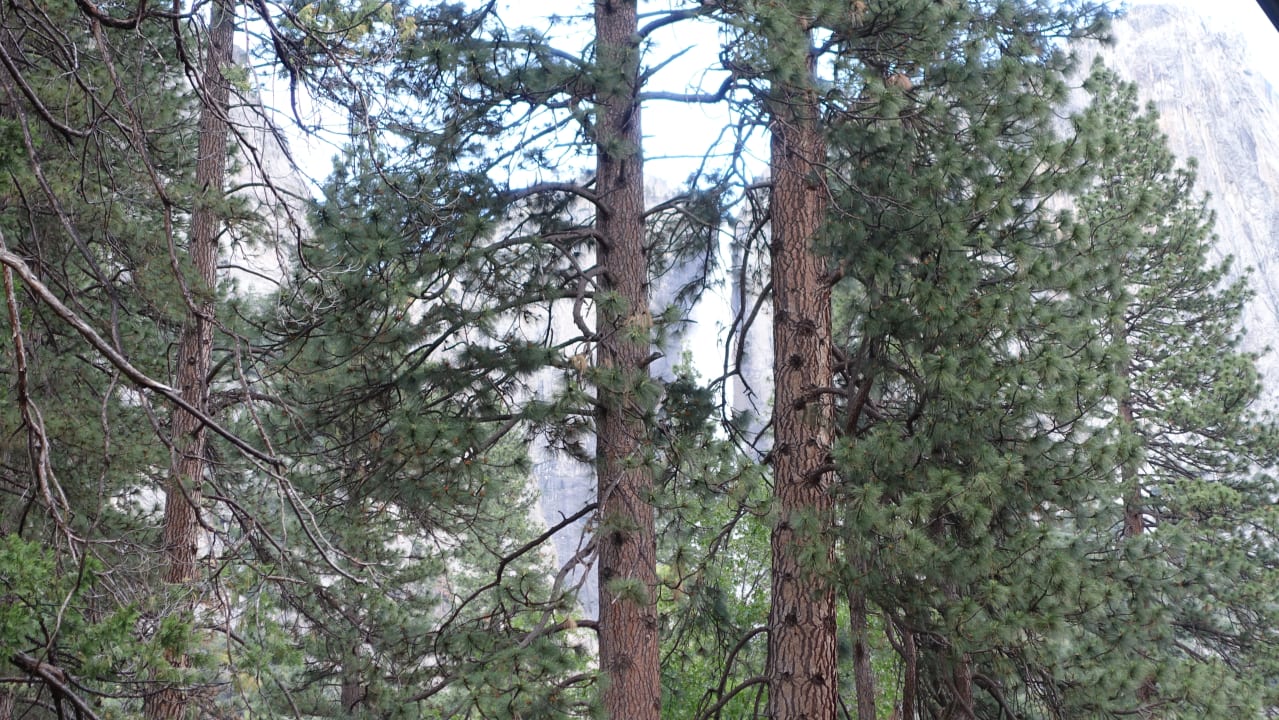 Ausblick Yosemite Valley Lodge