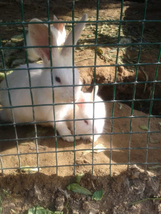 Kinderzoo Diamond Excellence Resort & Spa